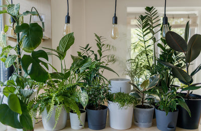 Dr Green Fingers: Indoor Plants