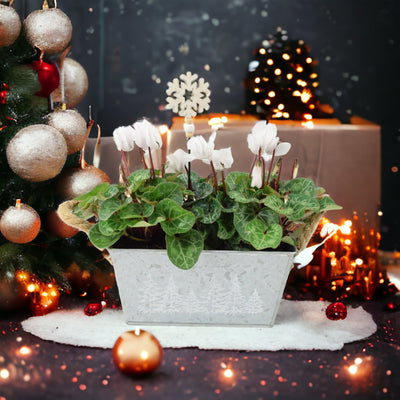 Christmas Plants | The Charm of Poinsettias, Cyclamen and Festive Planters