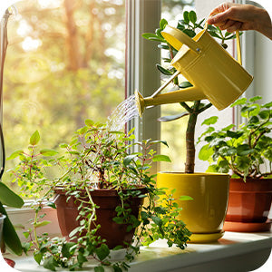 Dr Green Fingers: Watering Tips for Indoor and Outdoor Plants