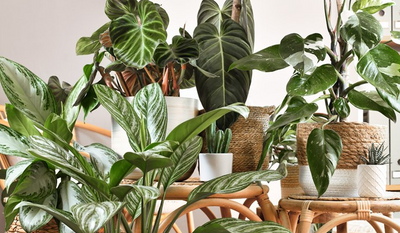 Rare & Unusual House Plants: A Collector's Dream