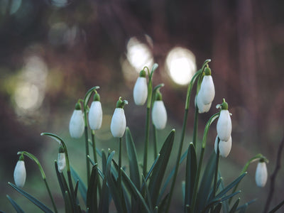 Dr Green Fingers | Snowdrops In Flower