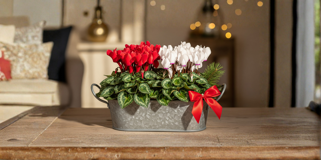 christmas cyclamen in a pot