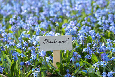 thank you plant gift with plants by post
