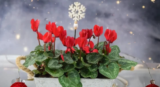 Christmas Cyclamen Plant Gifts Plants By Post