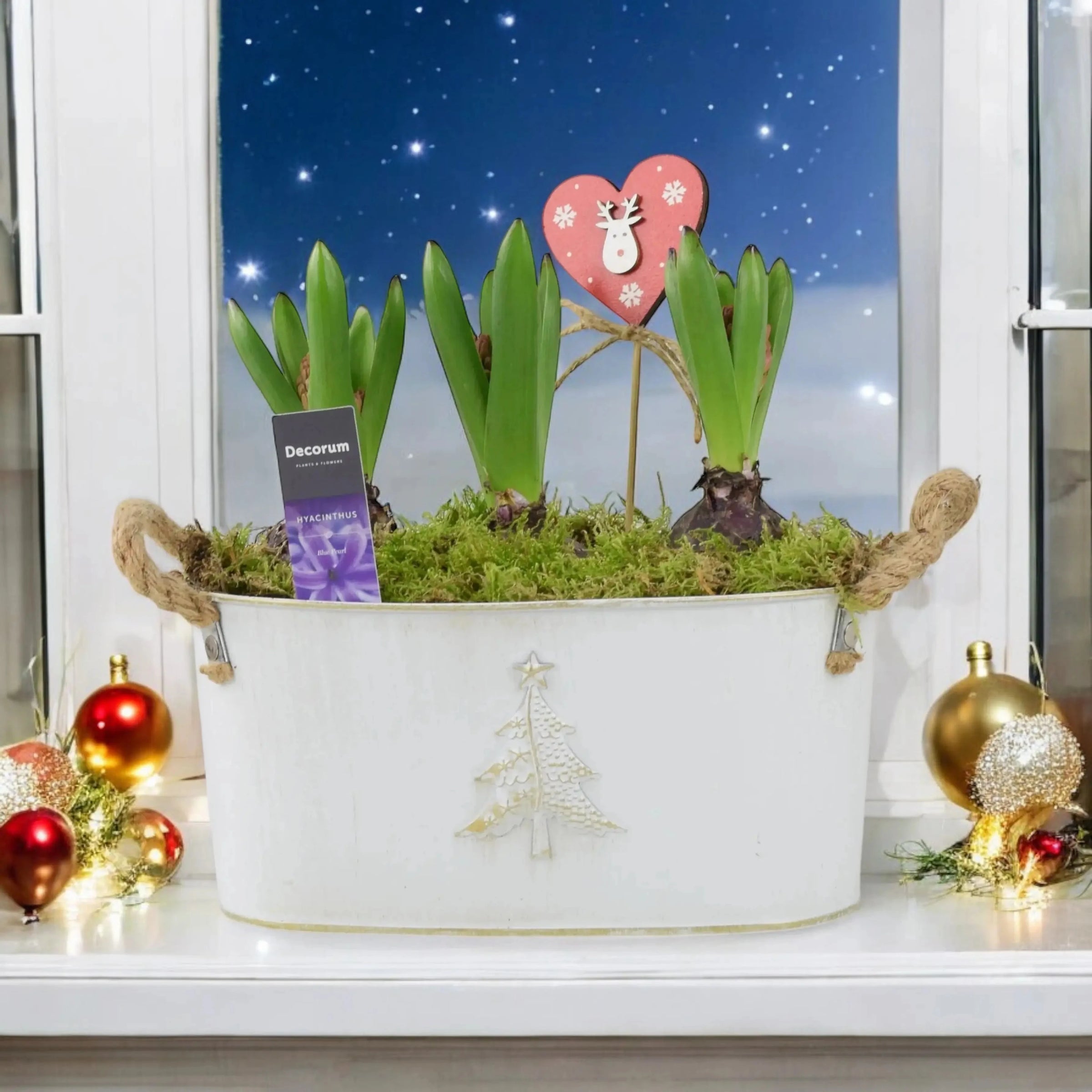 Christmas Hyacinth Bulb Gifts Plants By Post
