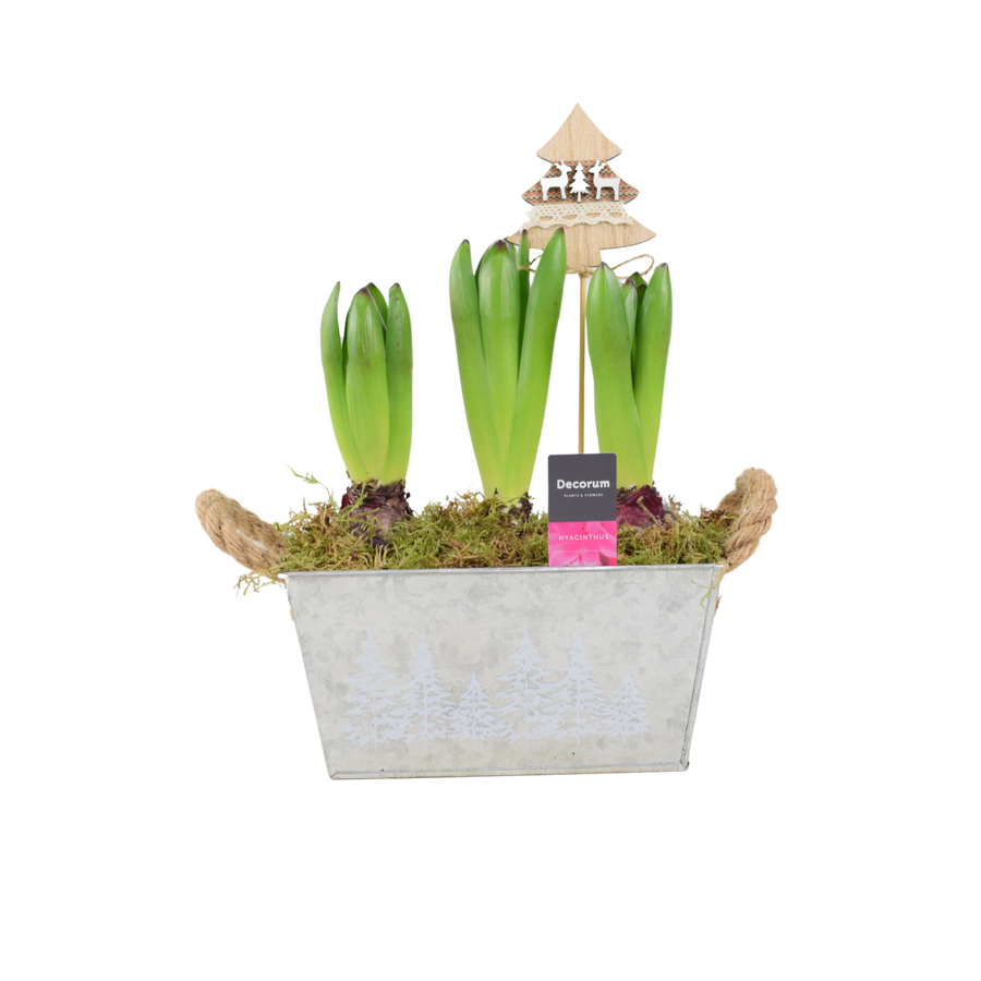 Christmas Hyacinth Trough - Fragrant, Festive Indoor or Outdoor Plant Plants By Post