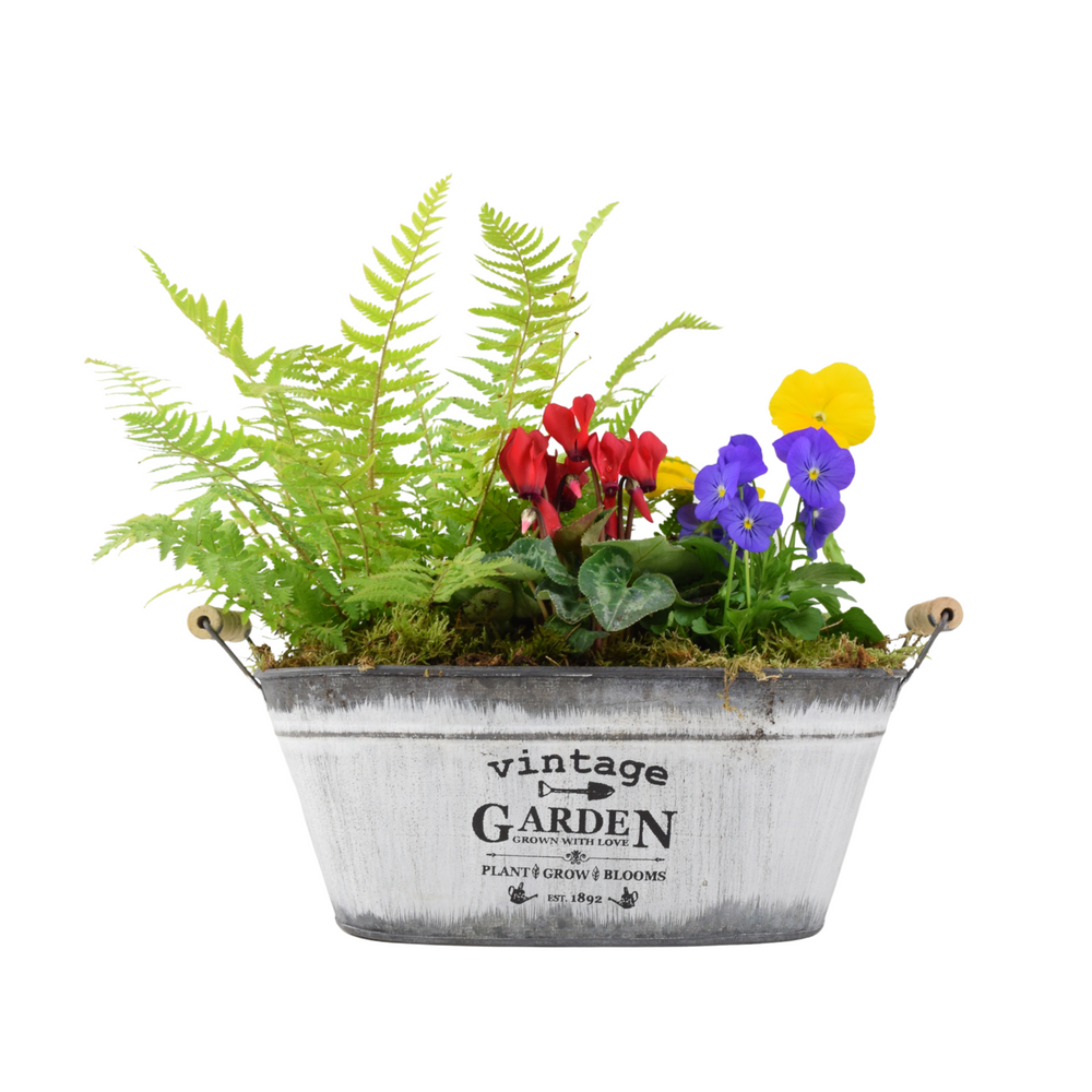 Vintage Trough Seasonal Planter with Mixed Outdoor Plants – Garden Gift & Patio Plants By Post
