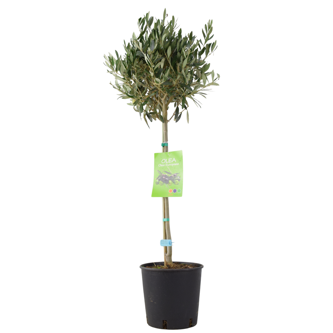 Olive Tree - 90/100cm Tall - Mediterranean Charm for Your Garden