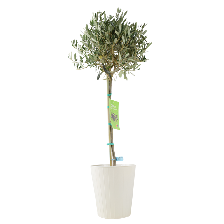 Olive Tree - 90/100cm Tall - Mediterranean Charm for Your Garden Plants By Post UK