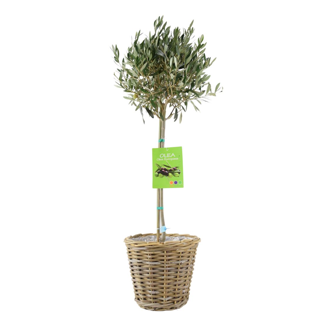 Olive Tree - 90/100cm Tall - Mediterranean Charm for Your Garden Plants By Post UK