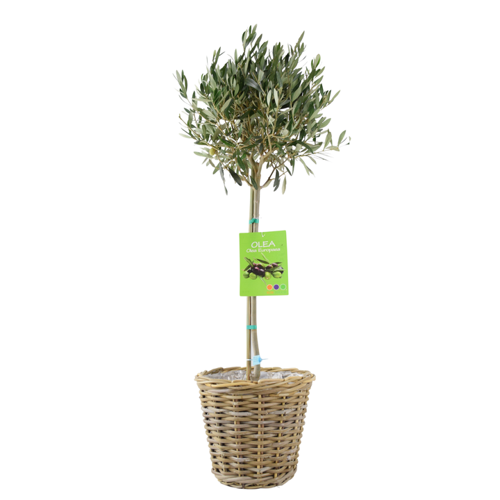 Olive Tree - 90/100cm Tall - Mediterranean Charm for Your Garden Plants By Post UK