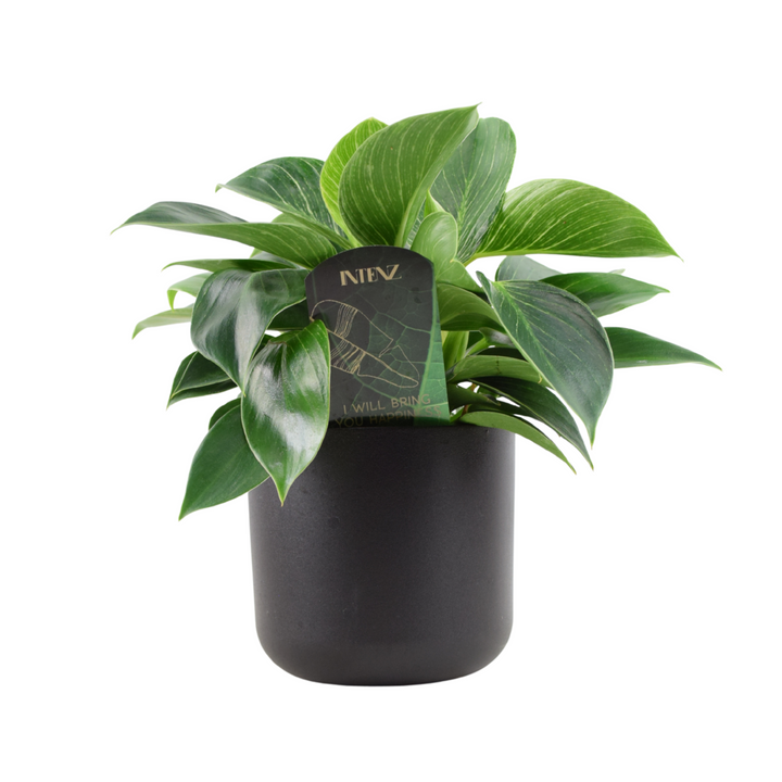 Philodendron White Wave – Indoor Plant | 12cm Pot with Decorative Ceramic Options Plants By Post
