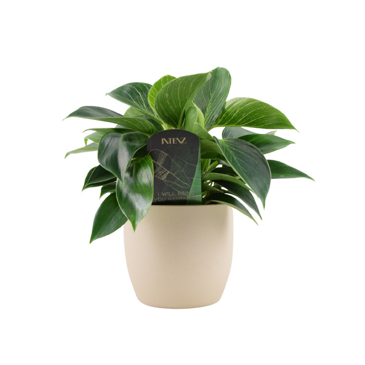 Philodendron White Wave – Indoor Plant | 12cm Pot with Decorative Ceramic Options Plants By Post