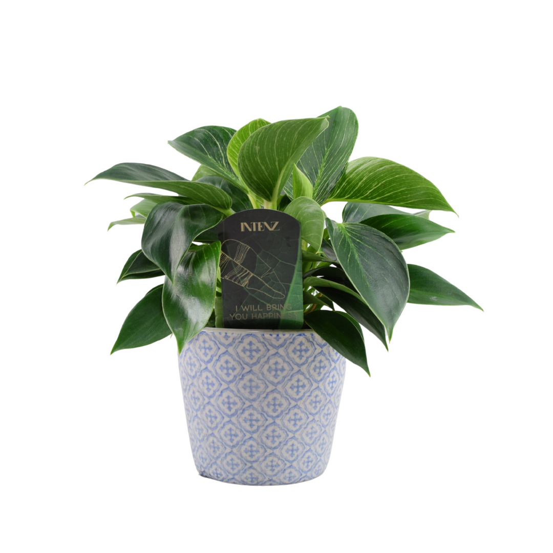 Philodendron White Wave – Indoor Plant | 12cm Pot with Decorative Ceramic Options Plants By Post