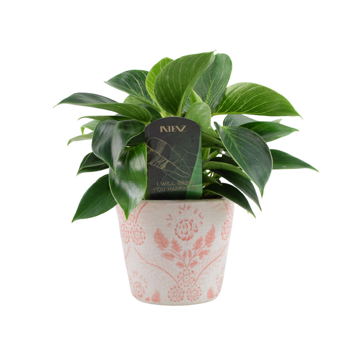 Philodendron White Wave – Indoor Plant | 12cm Pot with Decorative Ceramic Options Plants By Post