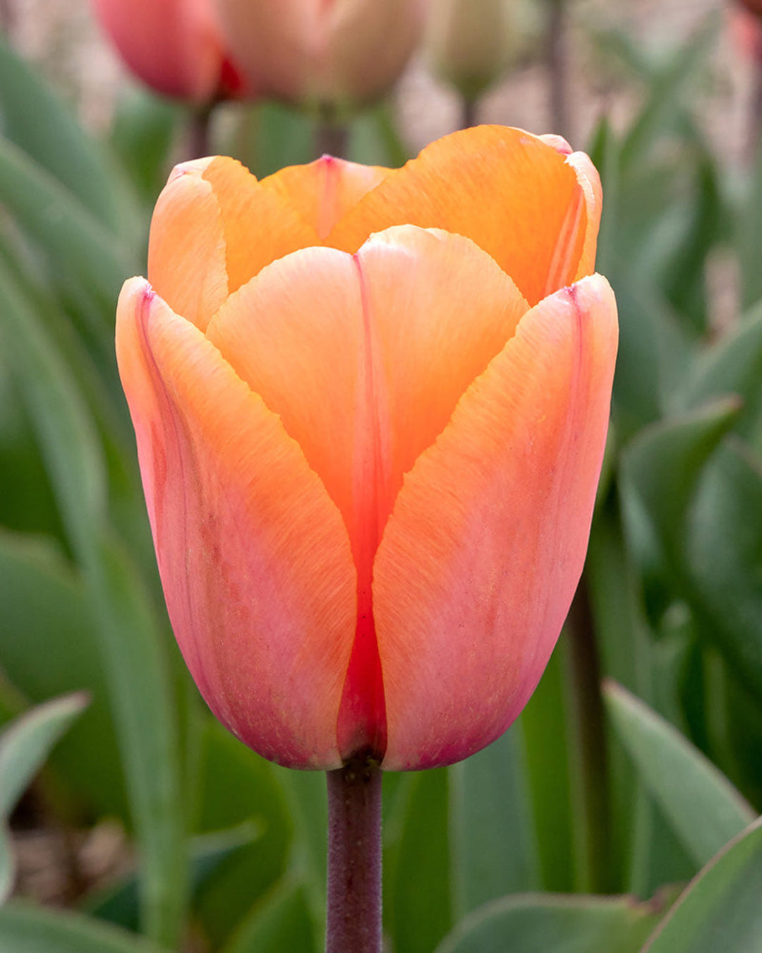 Tulip Apricot Impression Bulbs (15 bulbs) - Stunning Darwin Hybrid Tulips The Rose Press Garden