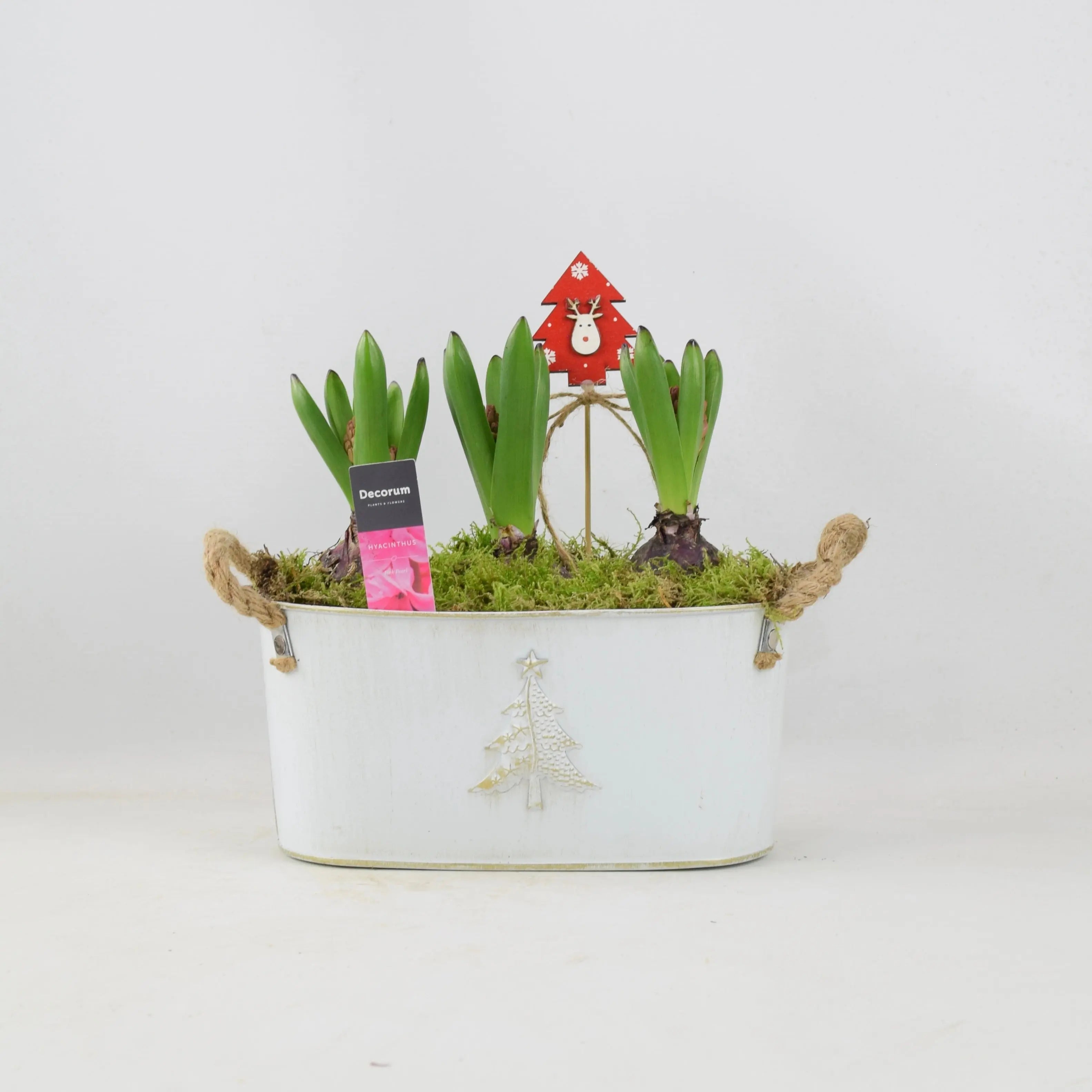 Hyacinth Planted Metal Christmas Trough x 3 Bulbs Plants By Post