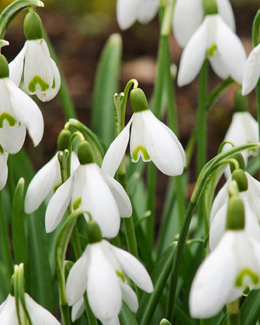 Snowdrop Bulbs (20 bulbs) - Galanthus Nivalis for Early Spring The Rose Press Garden