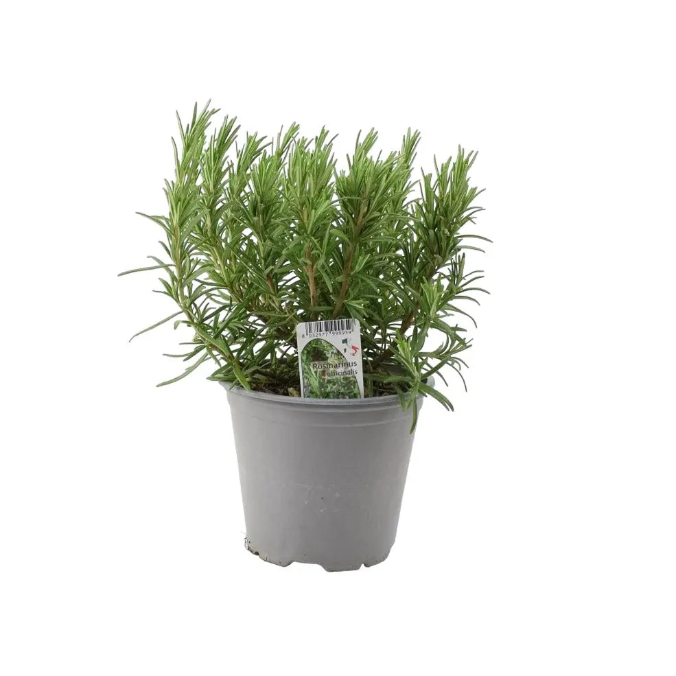 Rosemary Officinalis Plants By Post