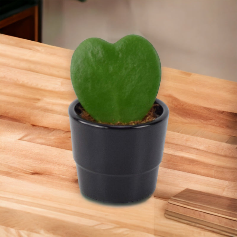 Hoya Kerrii Plant 6cm Pot Heart Shaped Succulent Plant