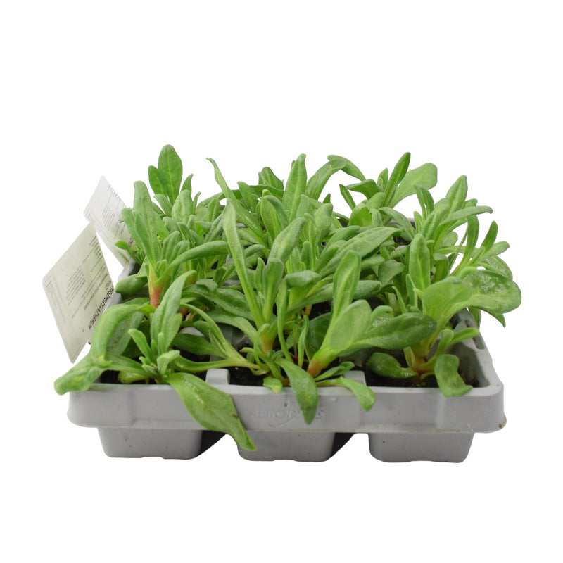 Mesembryanthemum Mixed 6 Pack x 2 (12 Plants)