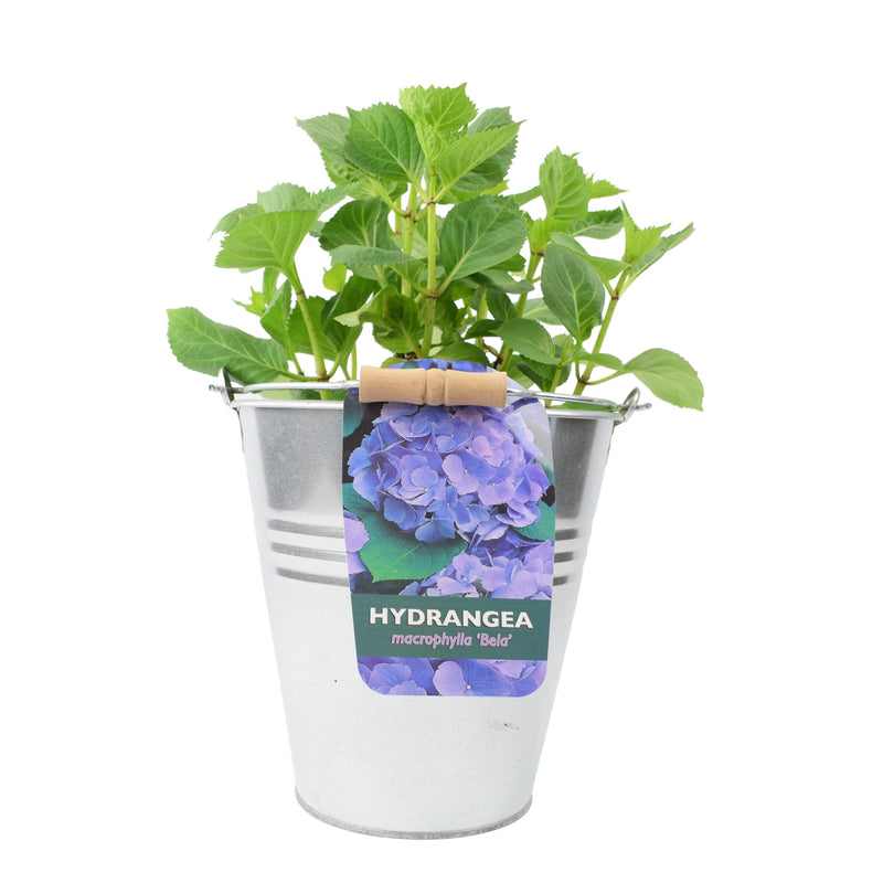 Hydrangea Macrophylla Blue 3L in Metal Bucket