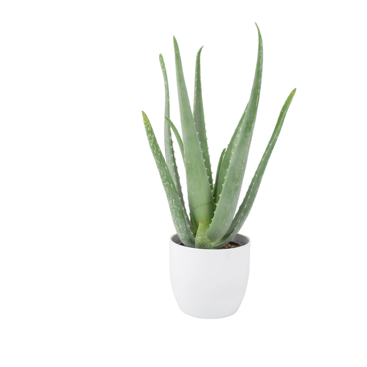 Aloe Vera Plant In 12cm