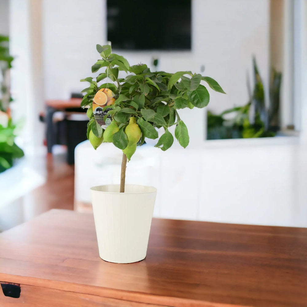 Citrus Lemon Tree