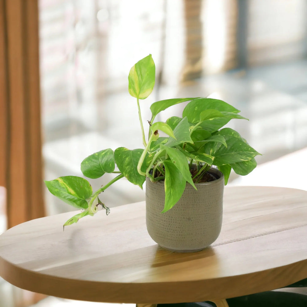 Epipremnum Aureum 12cm
