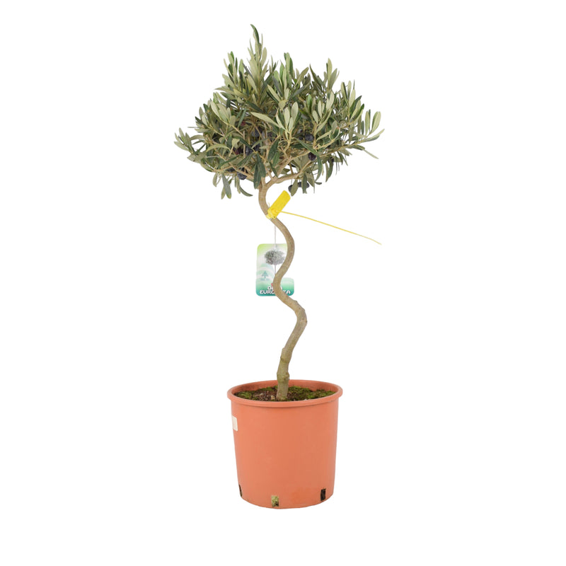 Olive Tree Spiral 80/90cm Tall 23cm pot