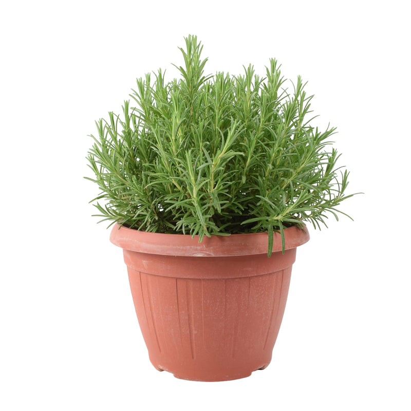 Rosemary Officinalis 5L in Patio Ready Pot