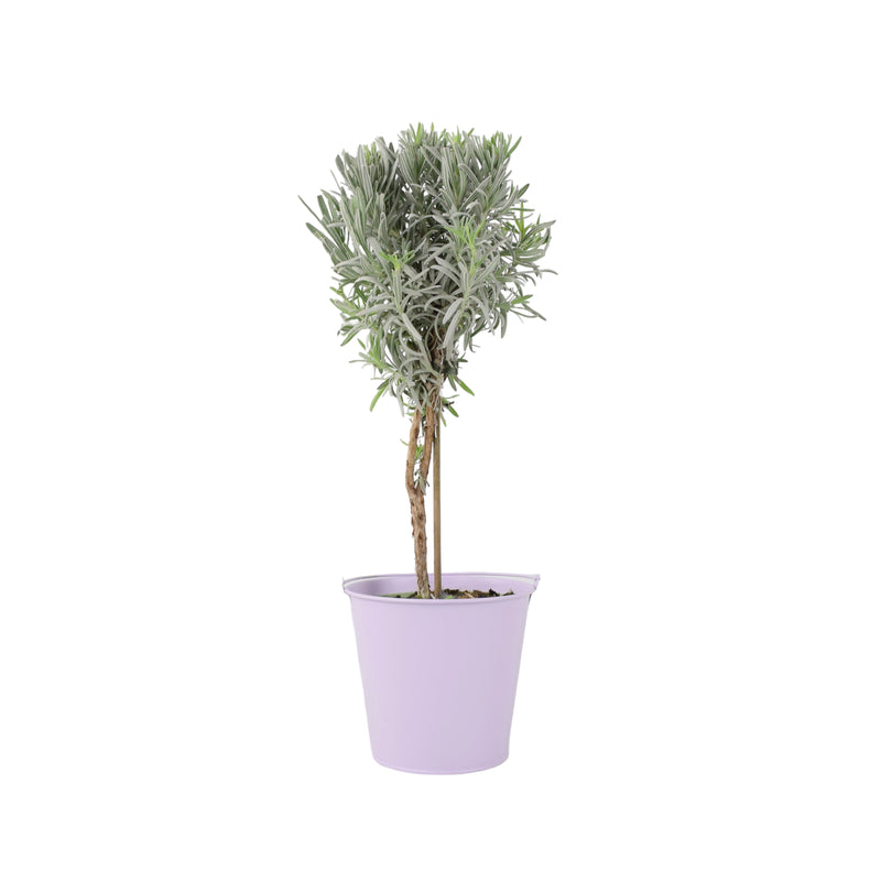 Lavender Tree 40cm