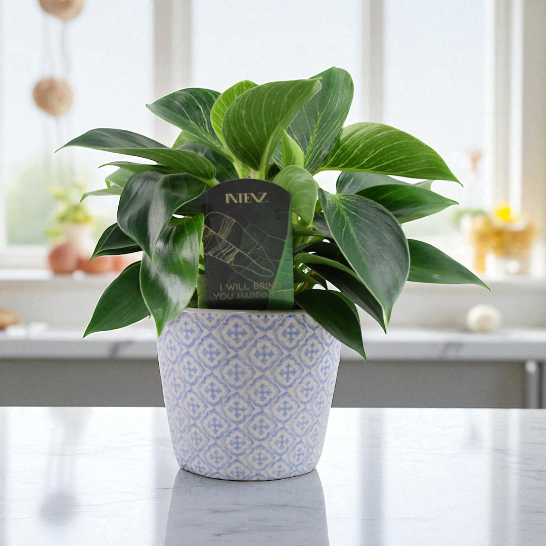 Philodendron White Wave – Indoor Plant | 12cm Pot with Decorative Ceramic Options Plants By Post