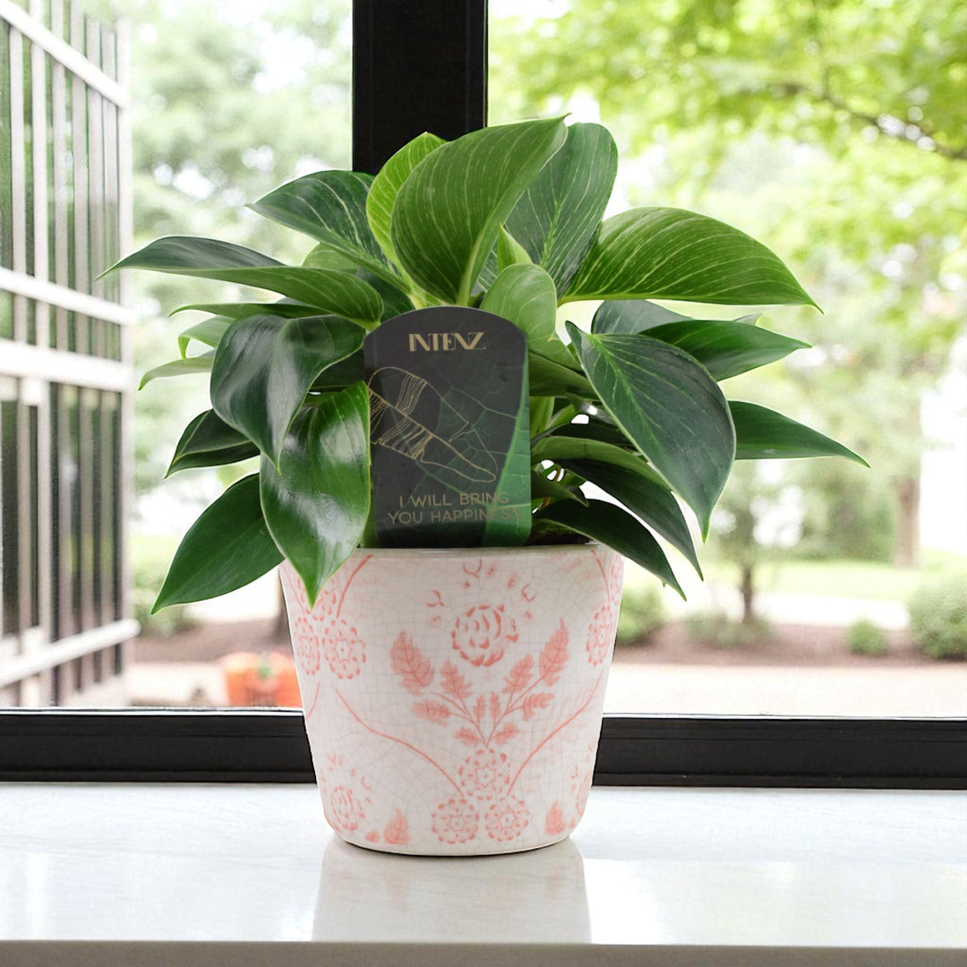 Philodendron White Wave – Indoor Plant | 12cm Pot with Decorative Ceramic Options Plants By Post