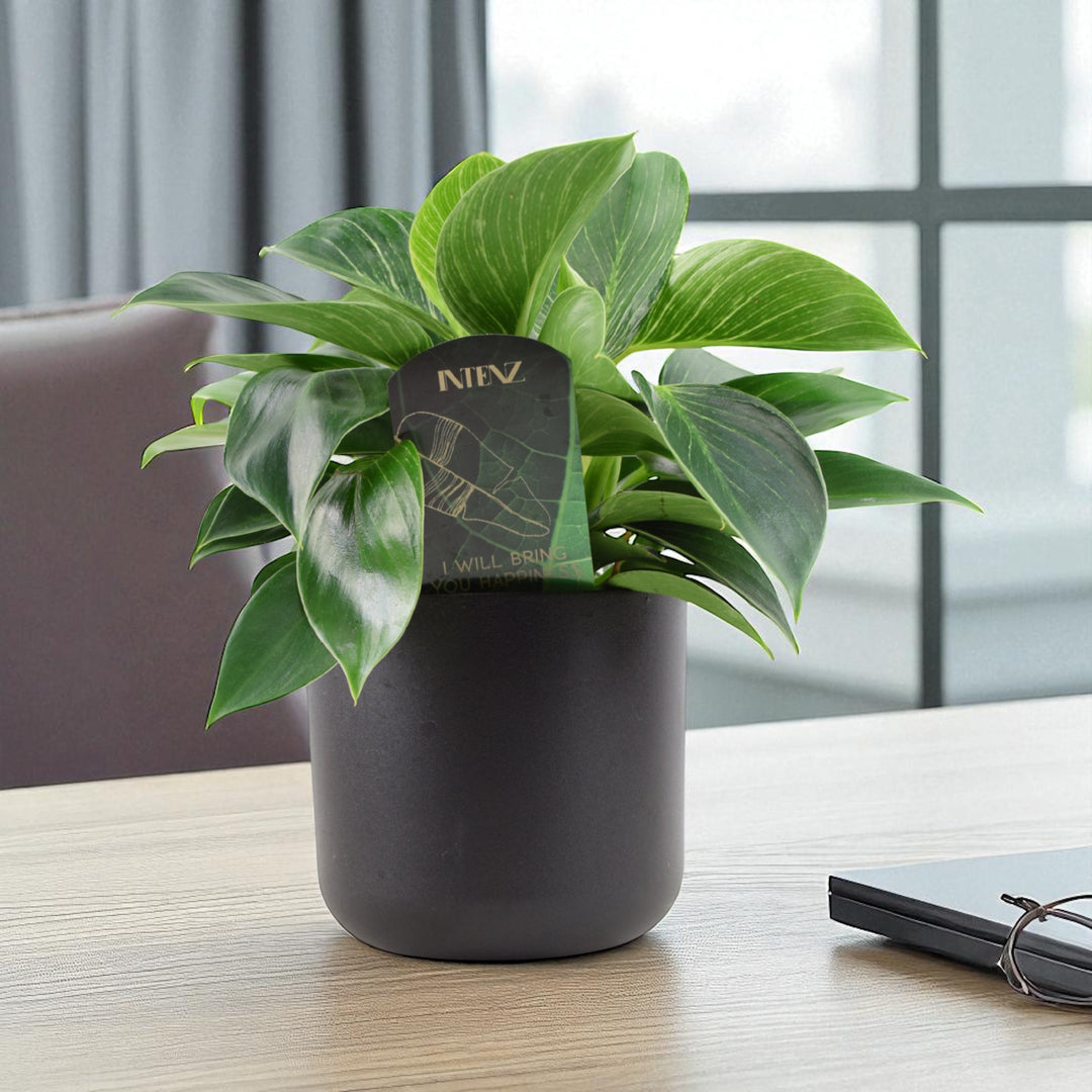 Philodendron White Wave – Indoor Plant | 12cm Pot with Decorative Ceramic Options Plants By Post