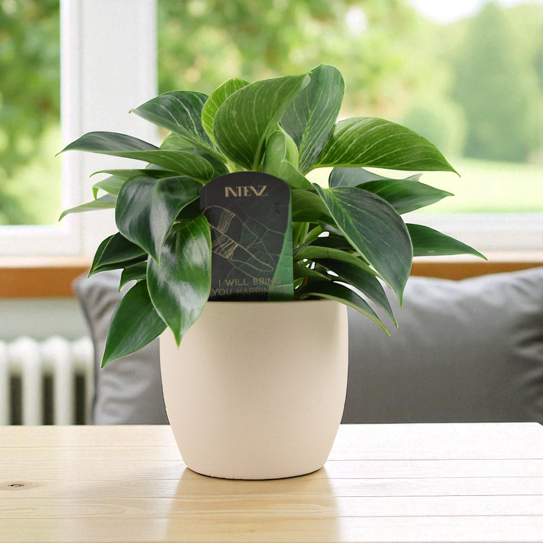 Philodendron White Wave – Indoor Plant | 12cm Pot with Decorative Ceramic Options Plants By Post