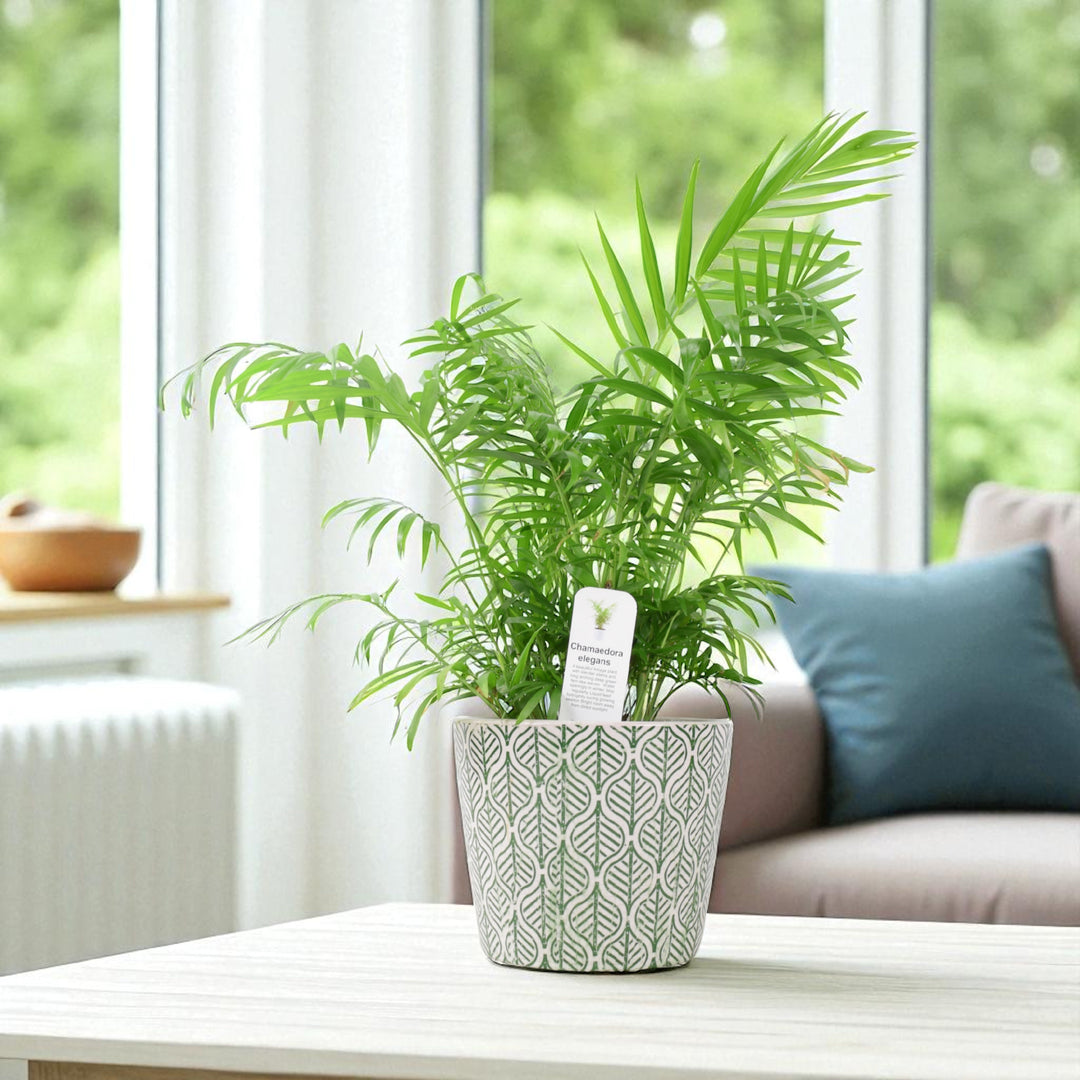 Parlour Palm (Chamaedorea Elegans) – 17cm Pot Plants By Post