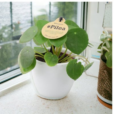Mini Pilea Peperomioides 6cm Pot on window sill