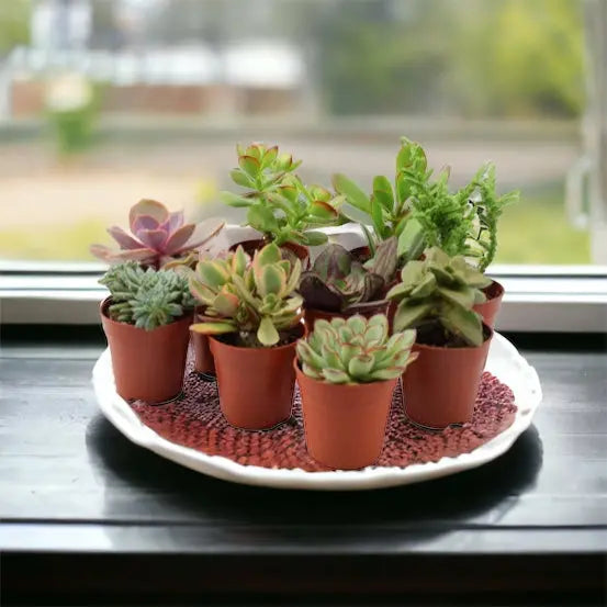 Succulents Mixed x 10 in 5.5cm Pot
