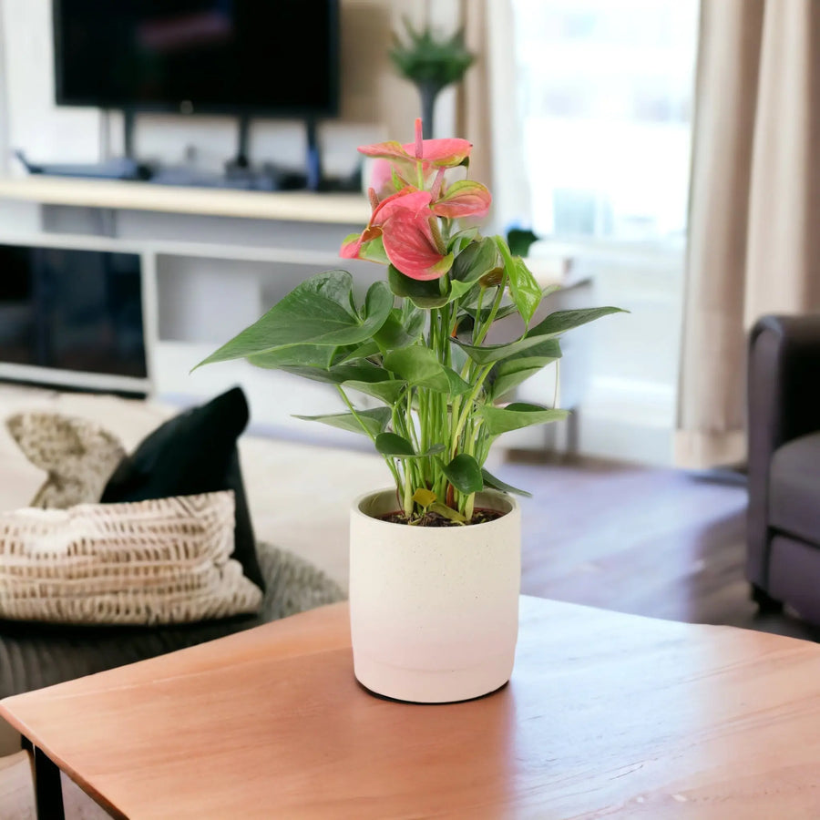Anthurium Pink Flamingo Flower 12cm
