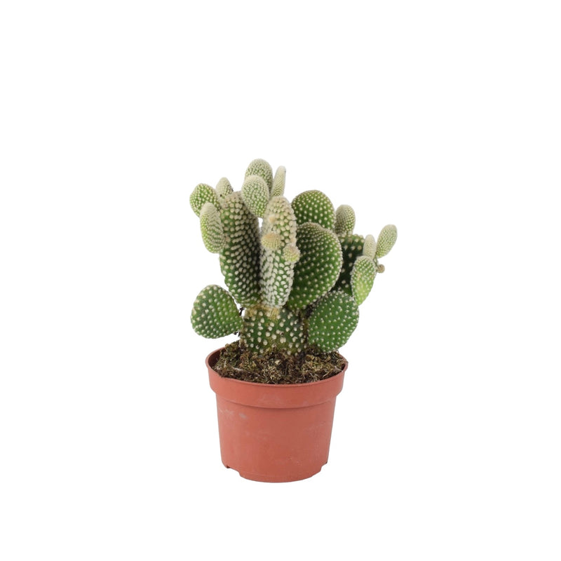 Cactus Opuntia Microdasys Albispina 10.5cm