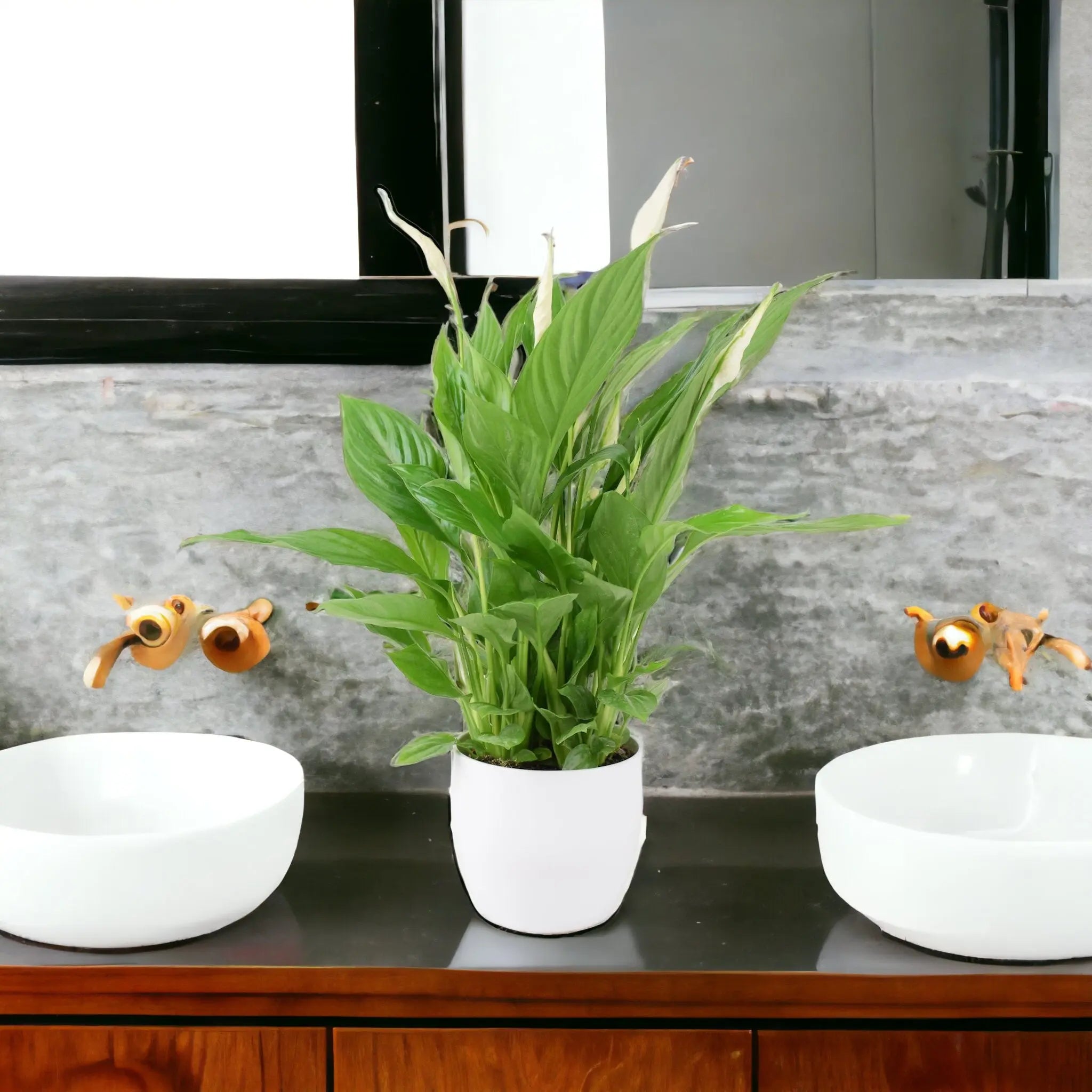Spathiphyllum Peace Lily In White Ceramic Pot Gift - Plants By Post