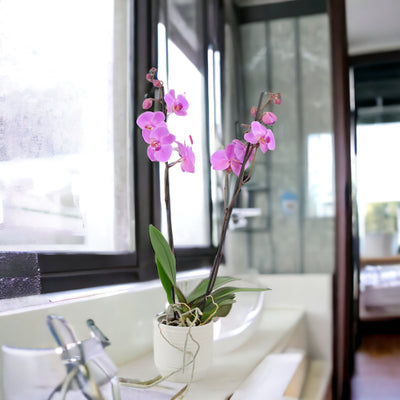 Phalaenopsis Orchid 2 Stem Pink UK grown & Peat Free in 12cm Pot