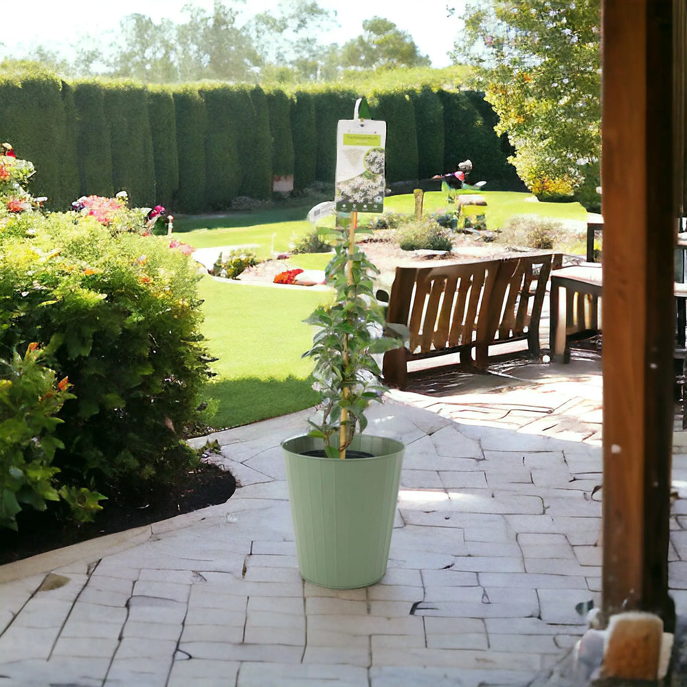 Trachelospermum Jasminoides 3L pot