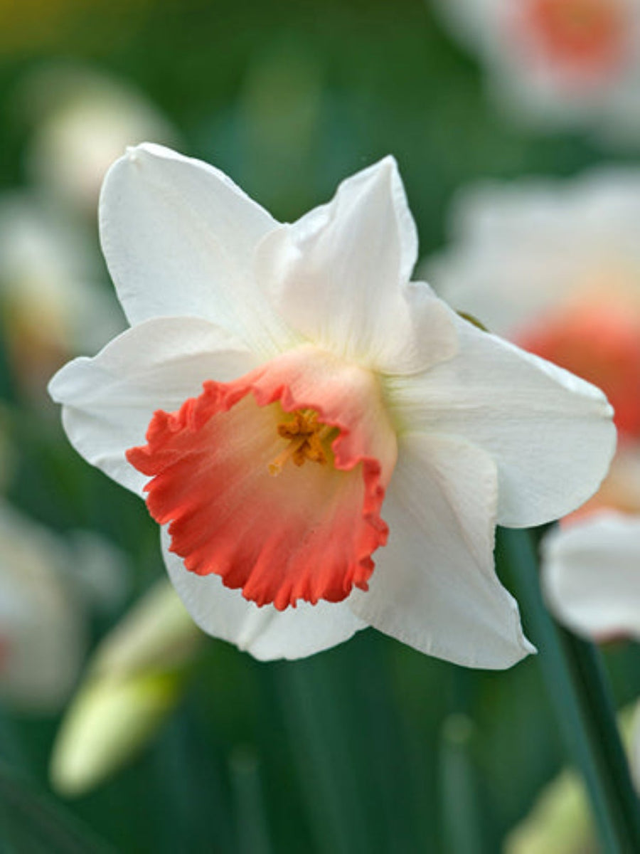 Daffodil Pink Charm Bulbs (10 bulbs) - White & Pink Spring Blooms The Rose Press Garden