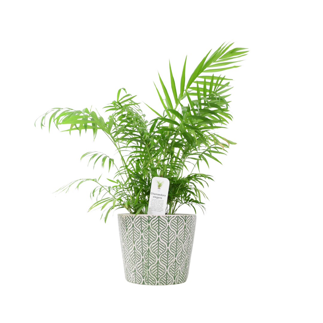 Parlour Palm (Chamaedorea Elegans) – 17cm Pot with Ceramic Old Style Green Plants By Post