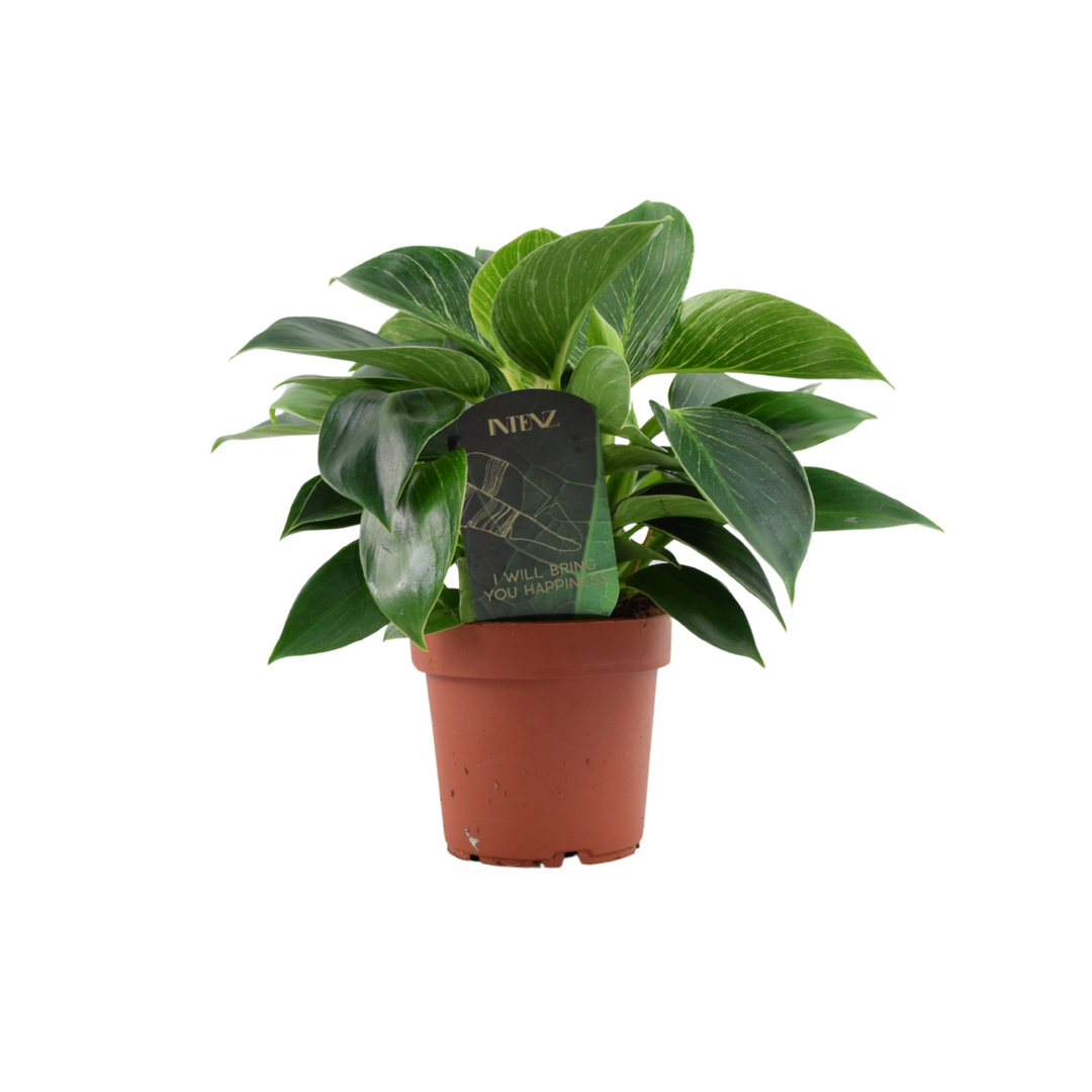 Philodendron White Wave – Indoor Plant | 12cm Pot with Decorative Ceramic Options Plants By Post