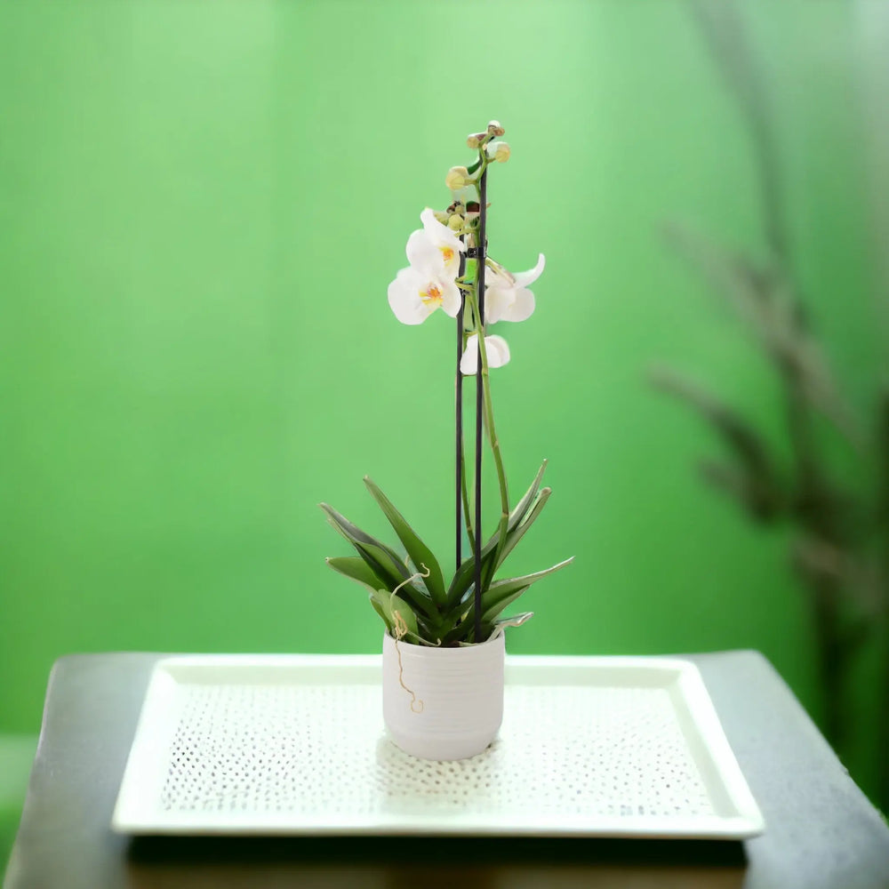 Phalaenopsis Orchid 2 Stem White UK grown & Peat Free in 12cm Pot