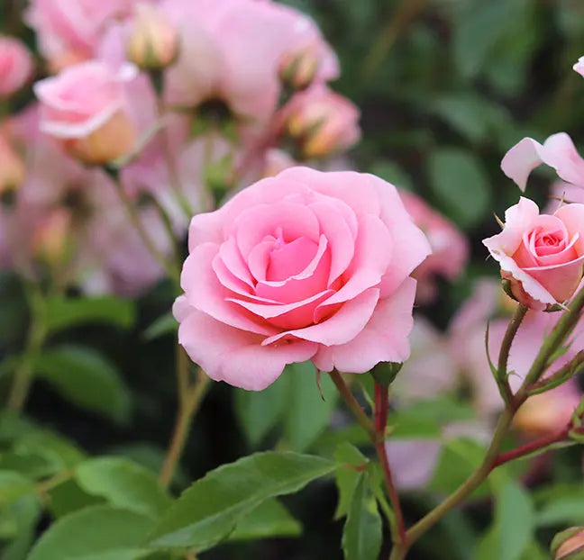 Rose You're Beautiful Bush 5.5L Plants By Post