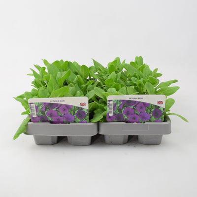 Petunia Blue 6 Pack x 2 (12 Plants)